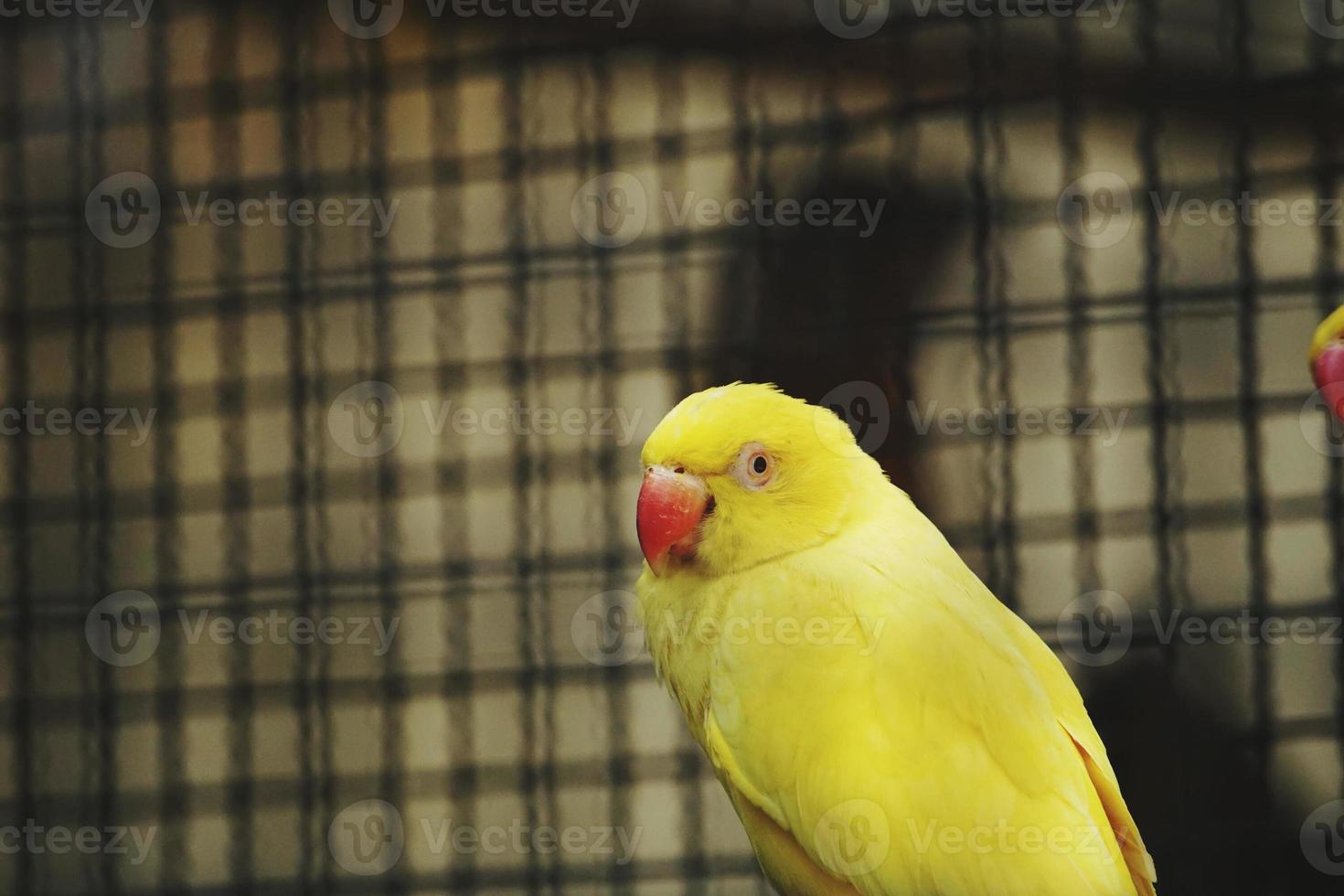 gul papegoja fågel foto
