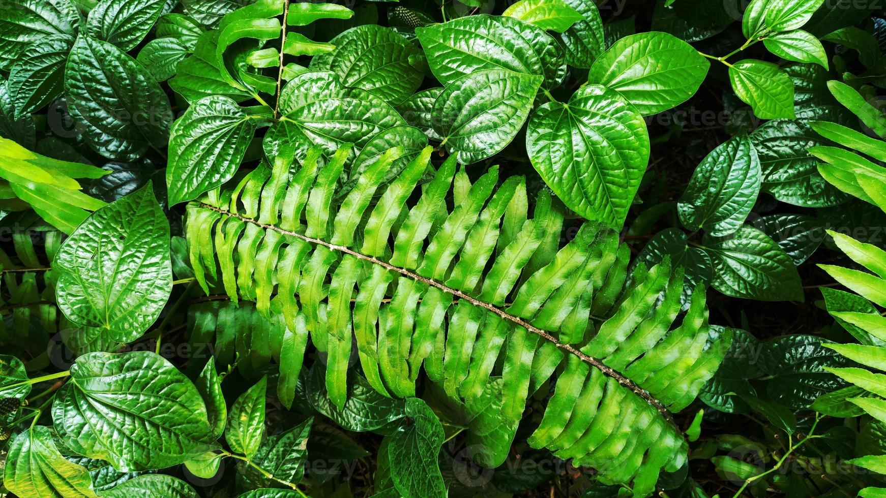 tropiskt grönt blad foto