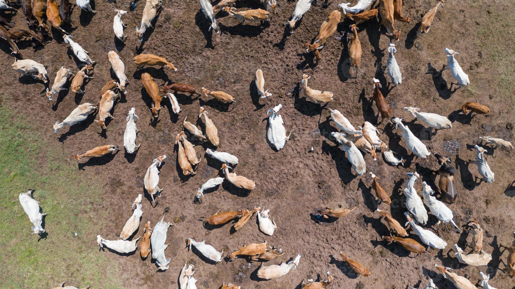 Flygfoto över kor syn från drönare flyg över betesmark på landsbygden foto