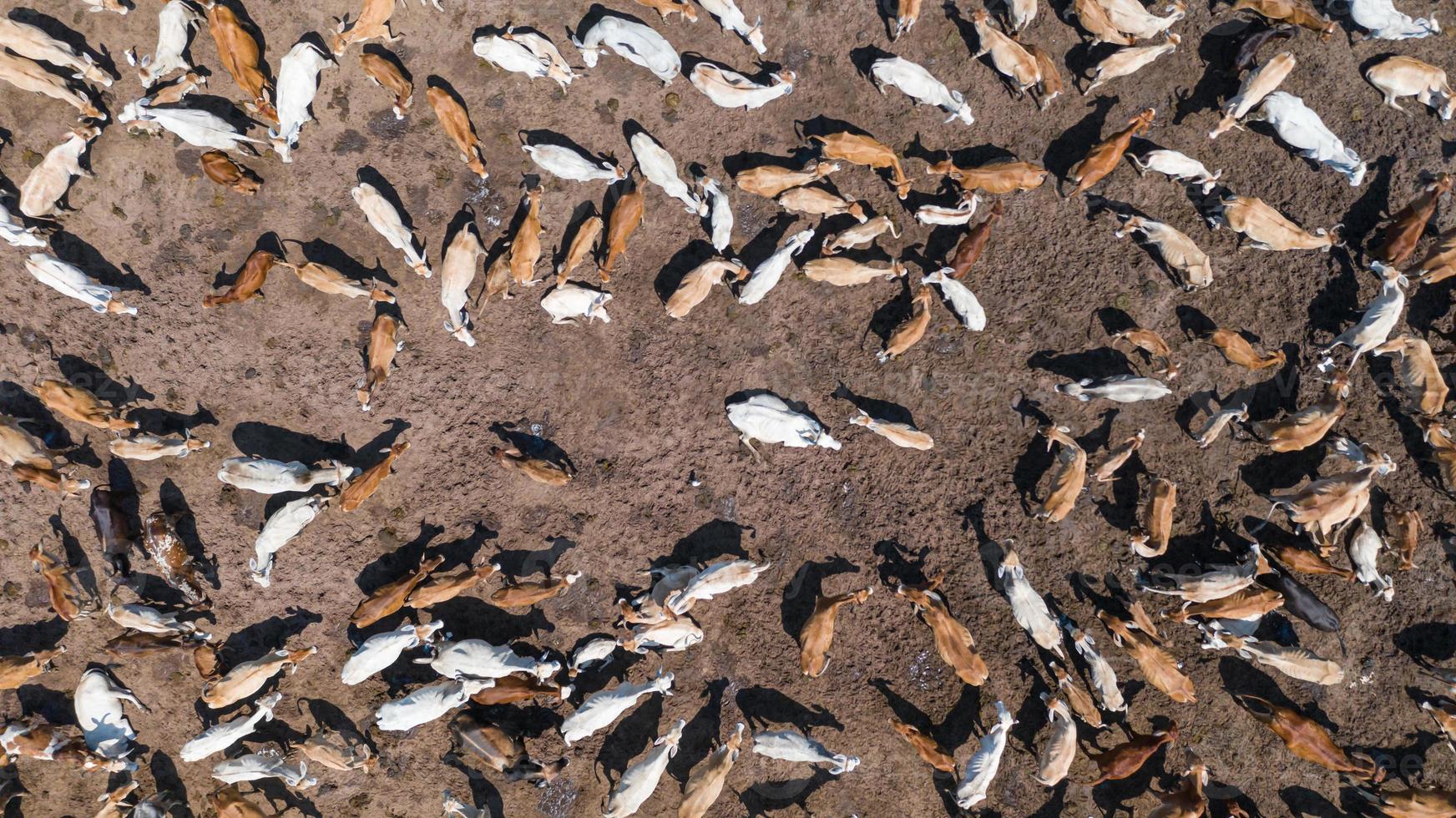 Flygfoto över korvy från drönare över betesmark på landsbygden foto