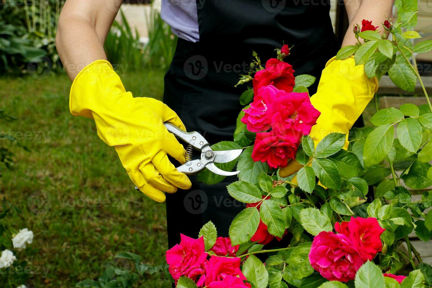 kvinna händer i handskar skära blomning ro för en bukett med sekatör på en sommar solig dag foto