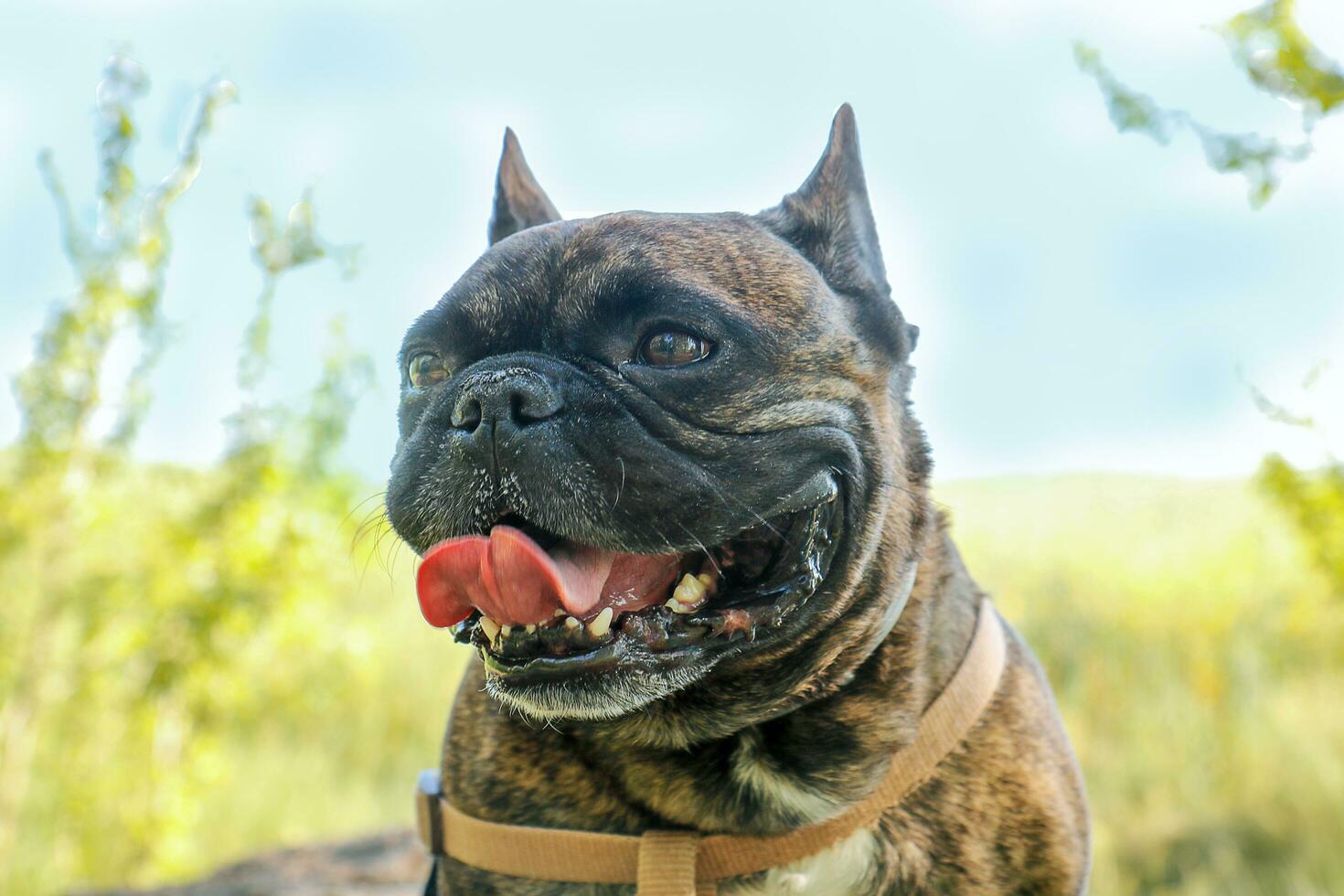 franska bulldogg porträtt på en sommar varm dag utomhus foto