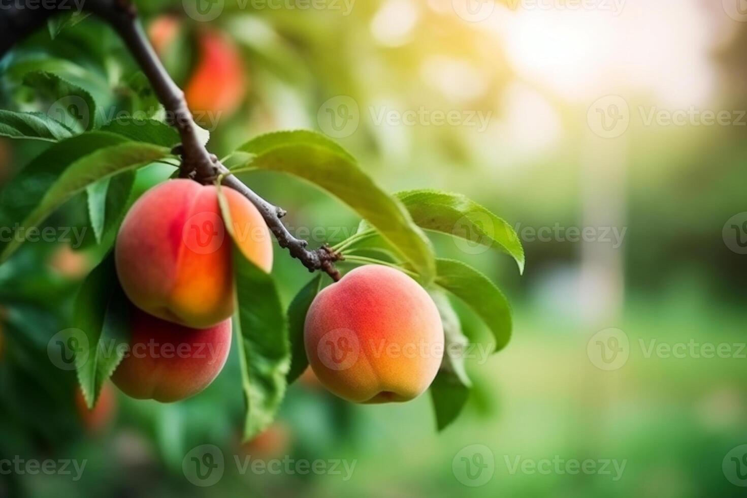 naturlig frukt. persikor växande på en träd i de sommar. färsk persikor på träd grenar. utsökt och friska organisk näring. trädgård med mogen frukter. kopia Plats. generativ ai. foto