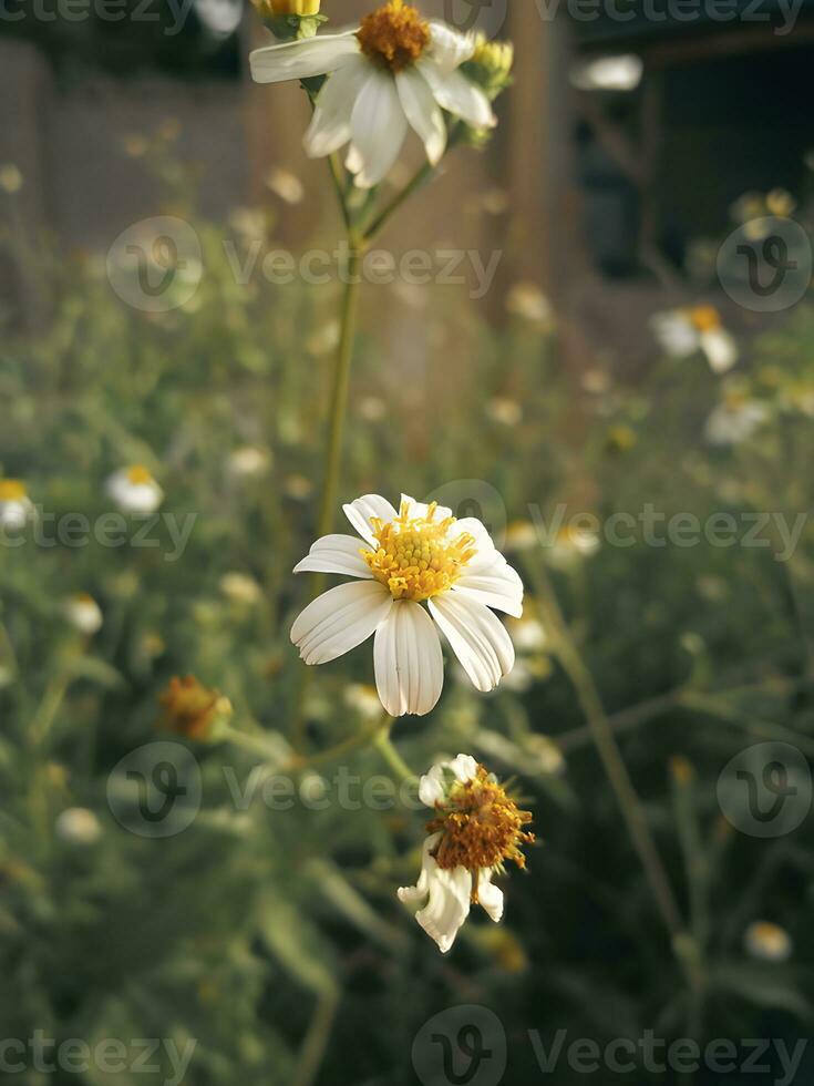 skön vit daisy blomma i de trädgård. selektiv fokus. foto