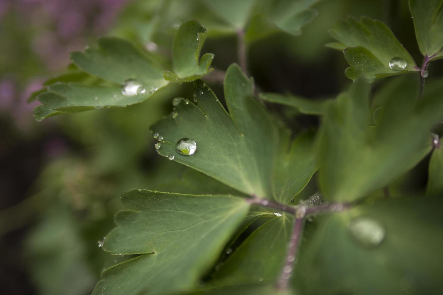 regndroppar på gröna blad sommar tapet foto