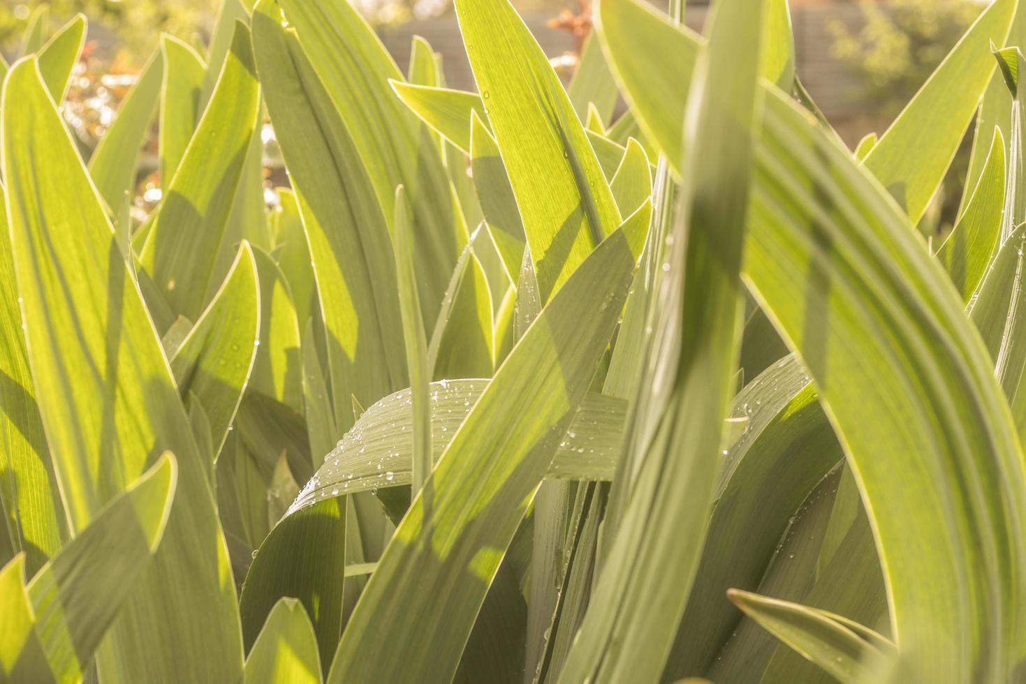 bakgrund av gröna blad av blommor foto