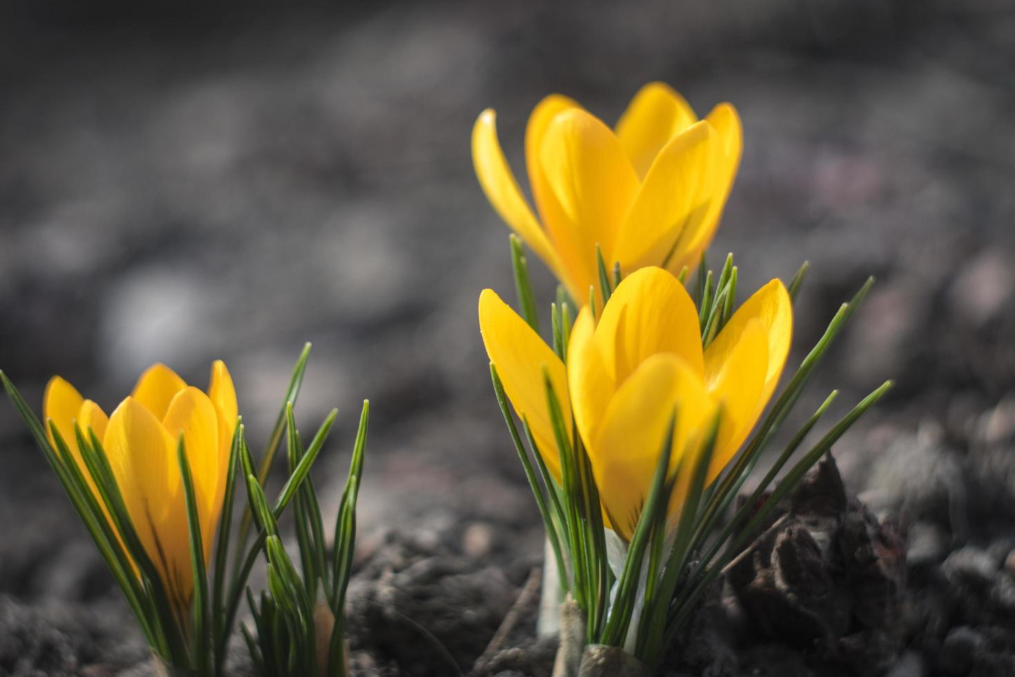 första vårblommor gula krokusar foto