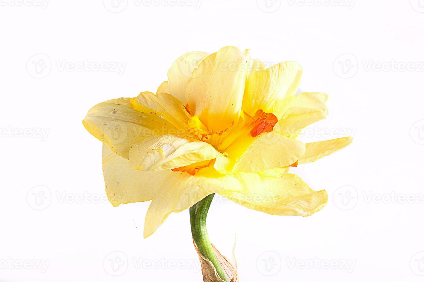 vår gul påsklilja blomma isolerat vit bakgrund bakgrund i närbild foto