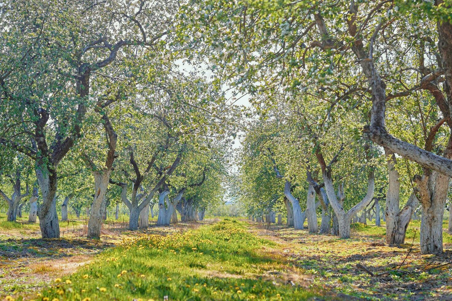 blomning fruktträdgård träd på solig dag foto