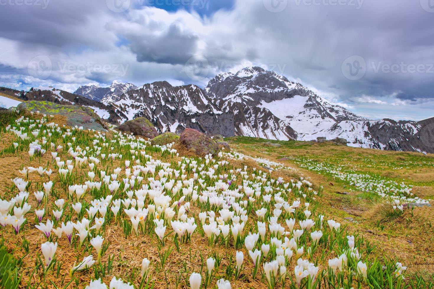 krokus blommar på våren när snö smälter i bergen foto