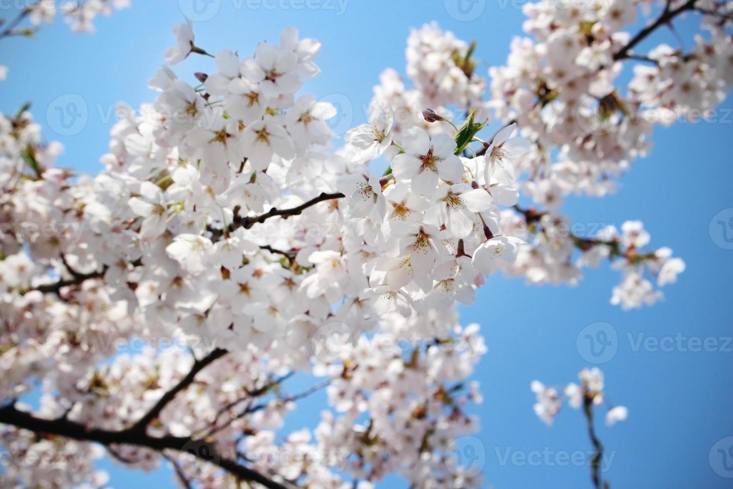 vita japanska körsbärsblommor på blå himmelbakgrund foto