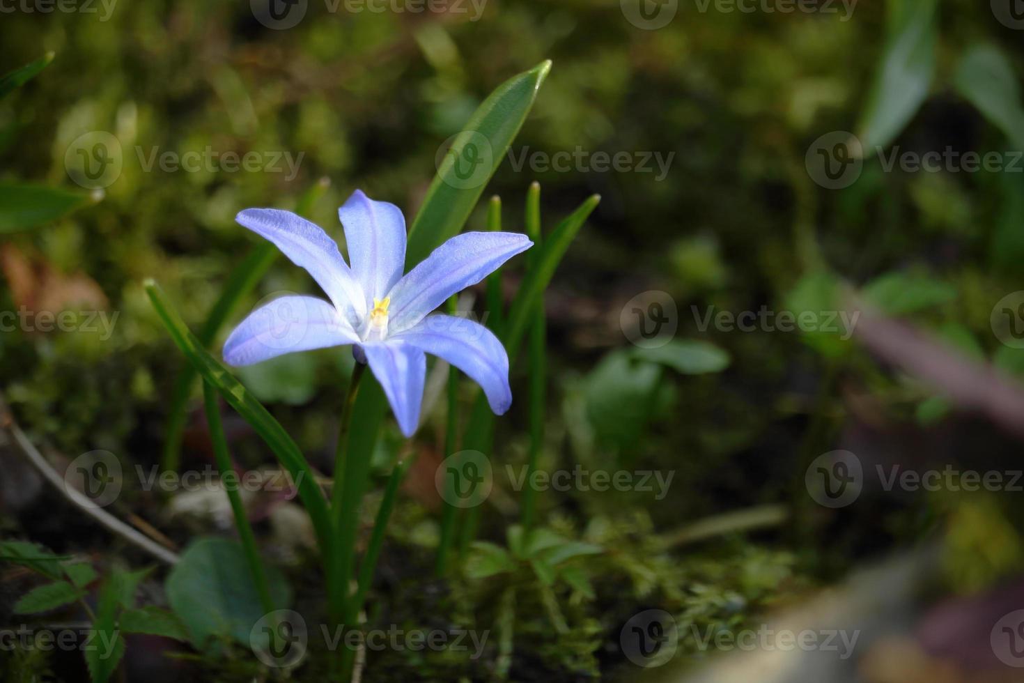 blå snödroppe blomma i grönt gräs på våren foto