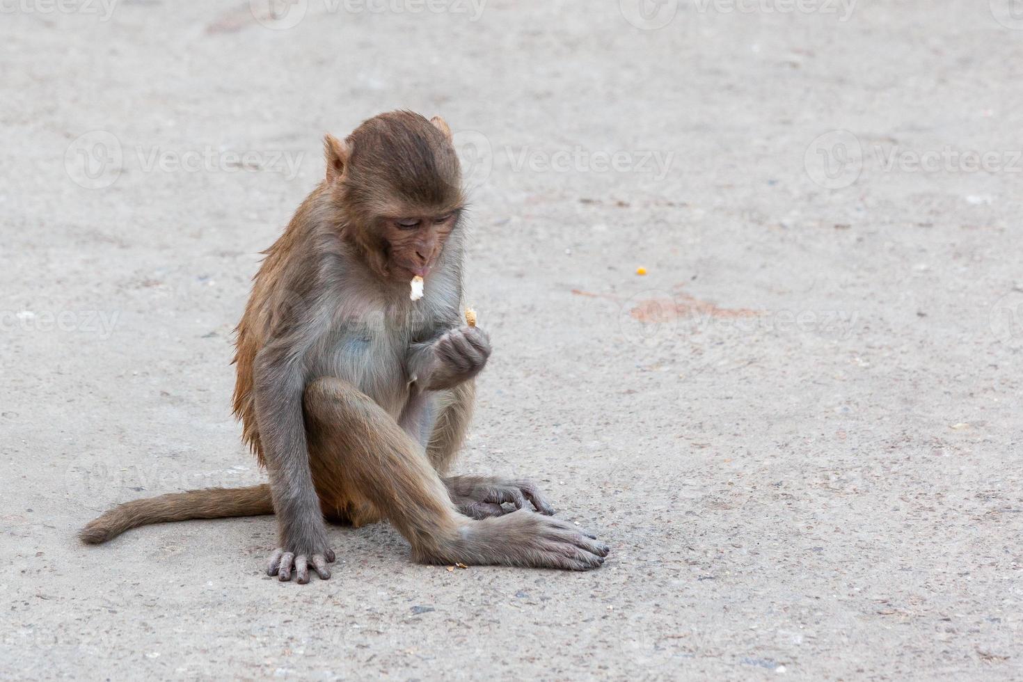 rhesus macaque vid Hanuman-templet i Jaipur, Rajasthan, Indien foto