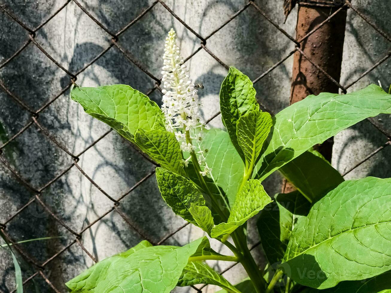 fytolacca americana jag, också känd som amerikan pokeweed, peta sallet, dragonbär, och bläckbär, är en giftig, örtartad perenn växt i de familj phytolaccaceae. foto