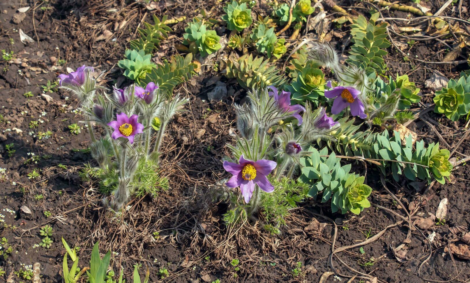 skön pulsatilla vulgaris i de trädgård i vår. pulsatilla vulgaris, pasqueflower, är en arter av blommande växt som tillhör till de smörblomma familj, ranunculaceae. foto