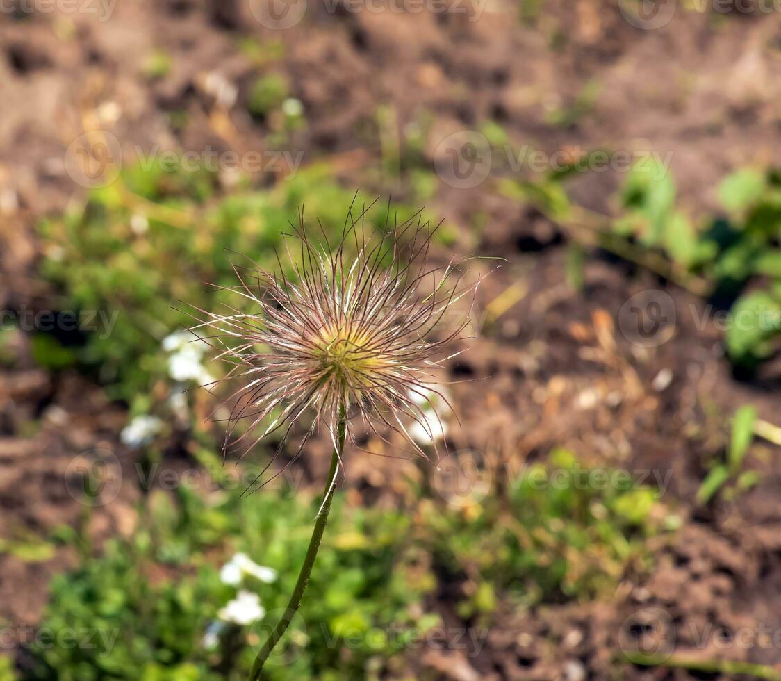 närbild av de senig pulsatilla vulgaris silkig utsäde huvuden foto