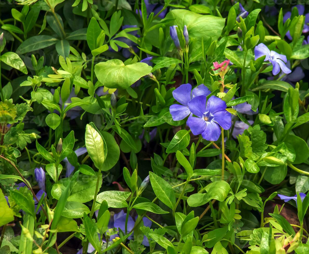 mindre snäcka variegata. latin namn vinca mindre variegata. foto