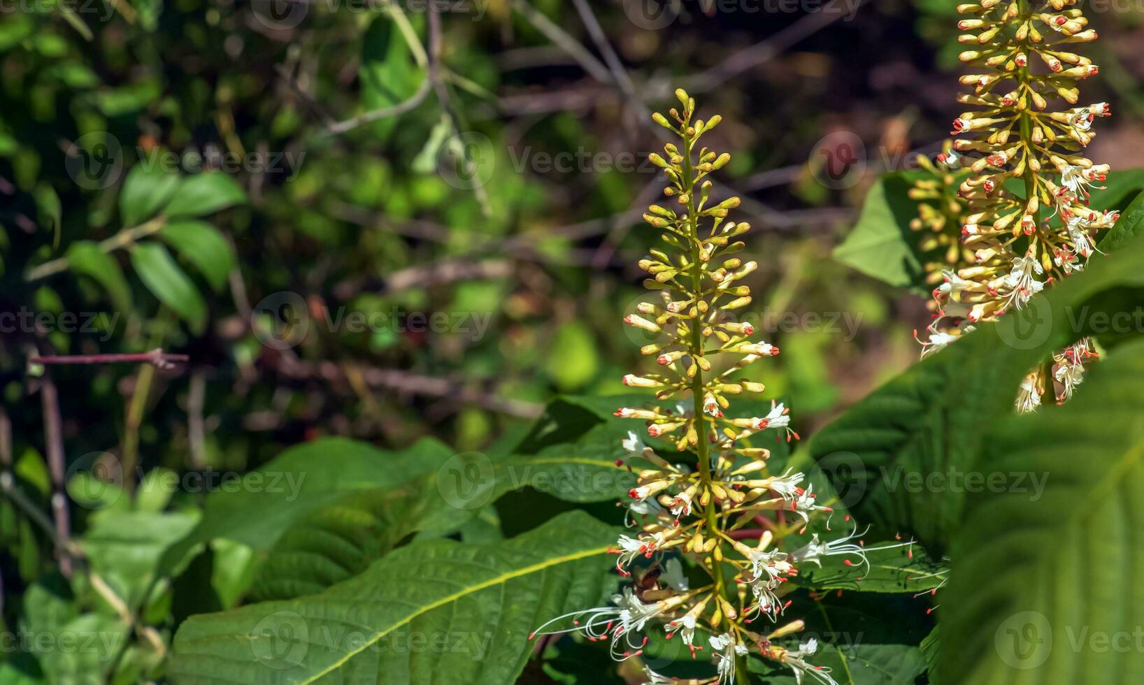 blommor från aralia Continentalis, eller spikenard, är en släkte av de familj Araliaceae foto