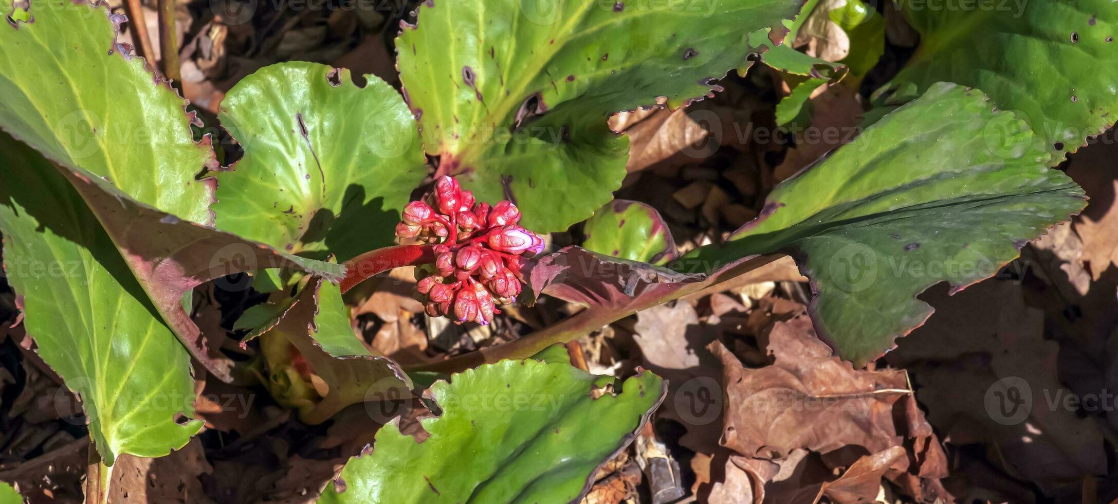 elefanter öron blommor och löv - latin namn - bergenia crassifolia l foto