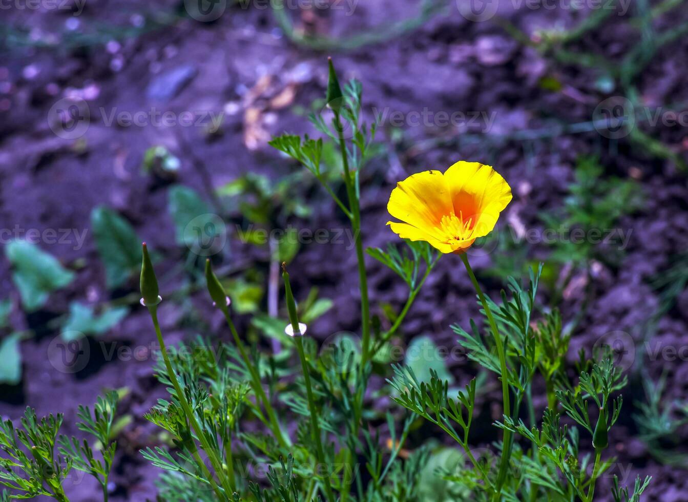 orange blomma kalifornien vallmo, eller gyllene vallmo, kopp av guld. dess latin namn är eschscholzia Kalifornien, inföding till de oss och Mexiko. foto