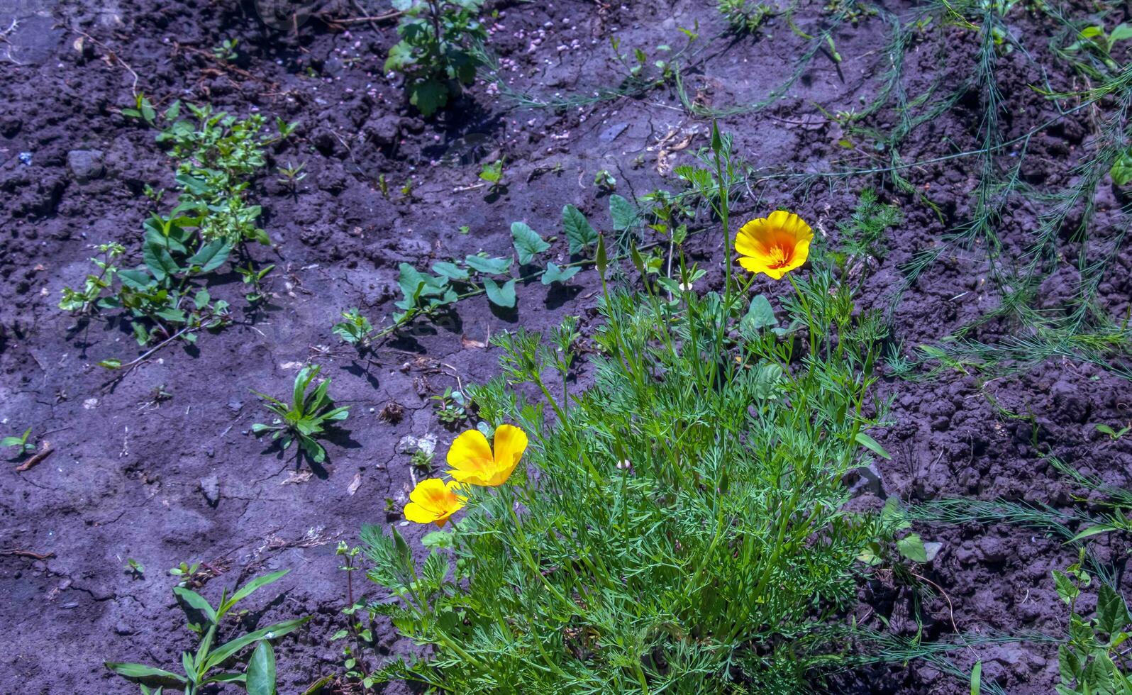 orange blomma kalifornien vallmo, eller gyllene vallmo, kopp av guld. dess latin namn är eschscholzia Kalifornien, inföding till de oss och Mexiko. foto