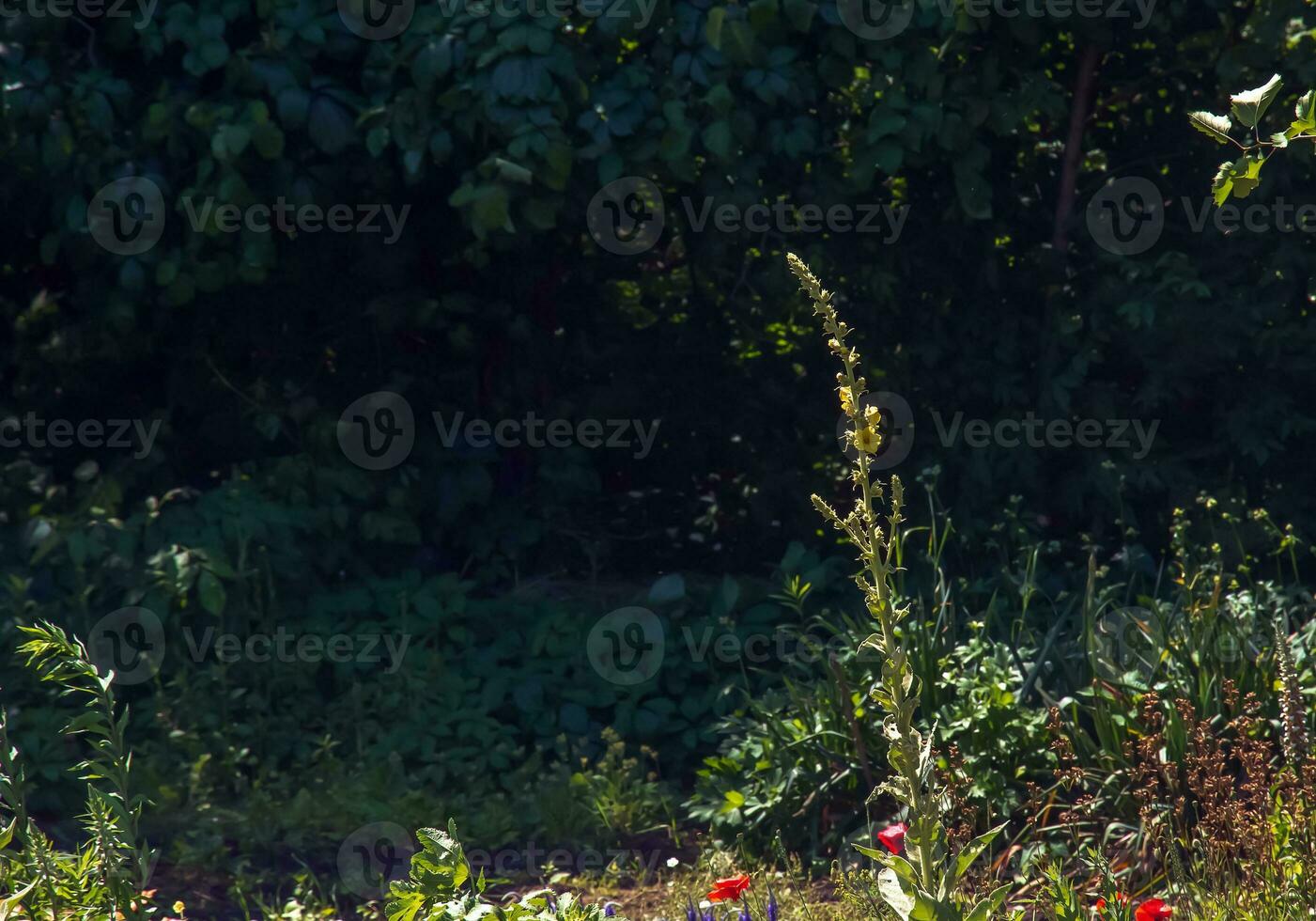 allmänning mullein blek gul blommor av Verbascum nigrum växt, Begagnade som ört och medicin växande i de medicinsk trädgård. foto