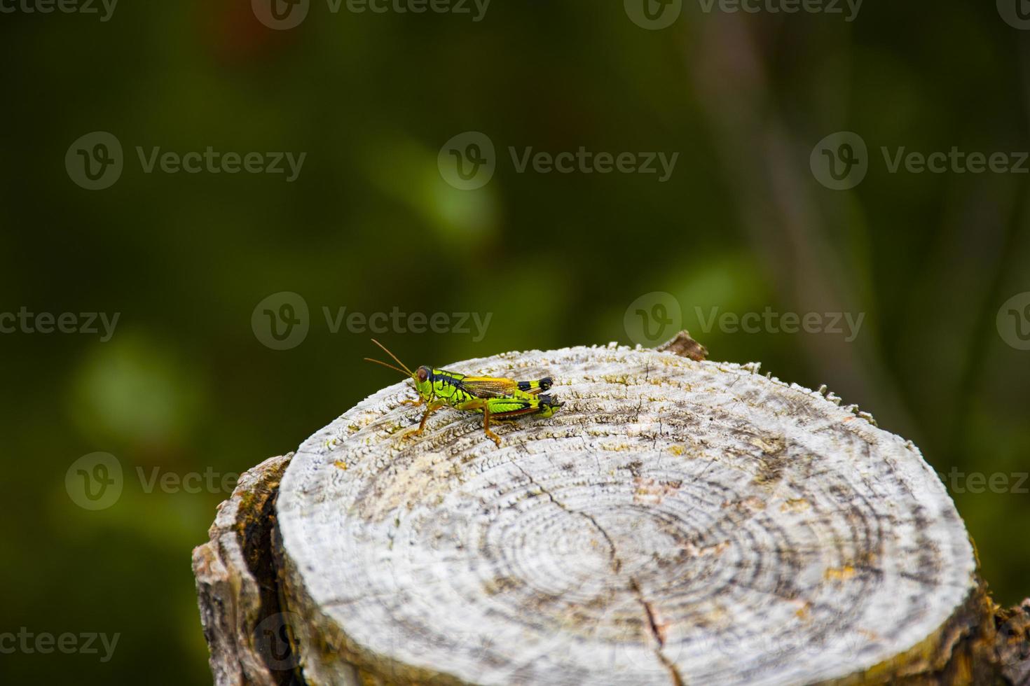 cricket på trä foto