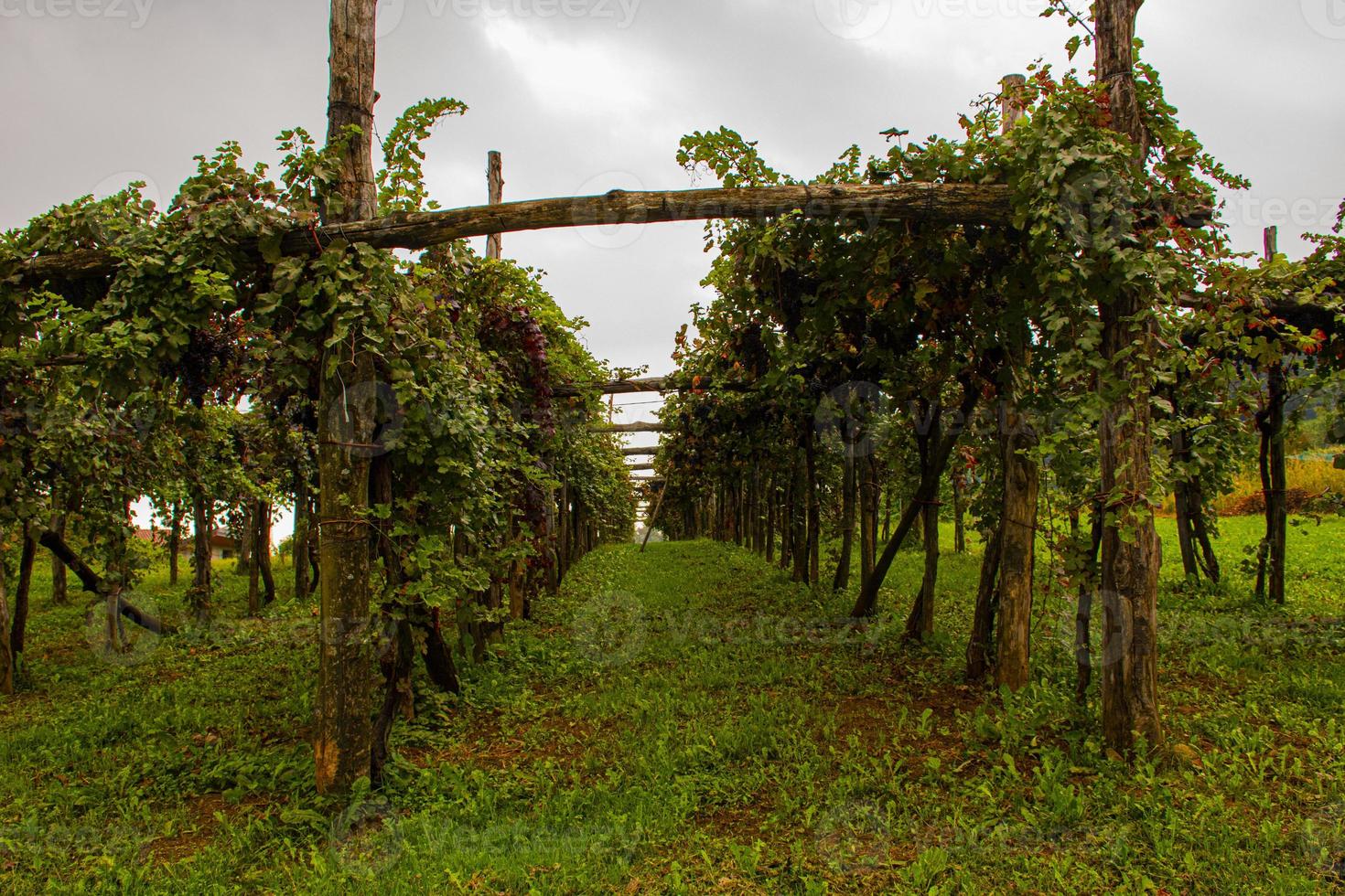 vinstockar på sensommaren foto