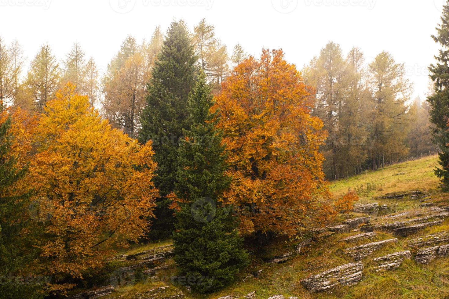 gröna och guldträd foto