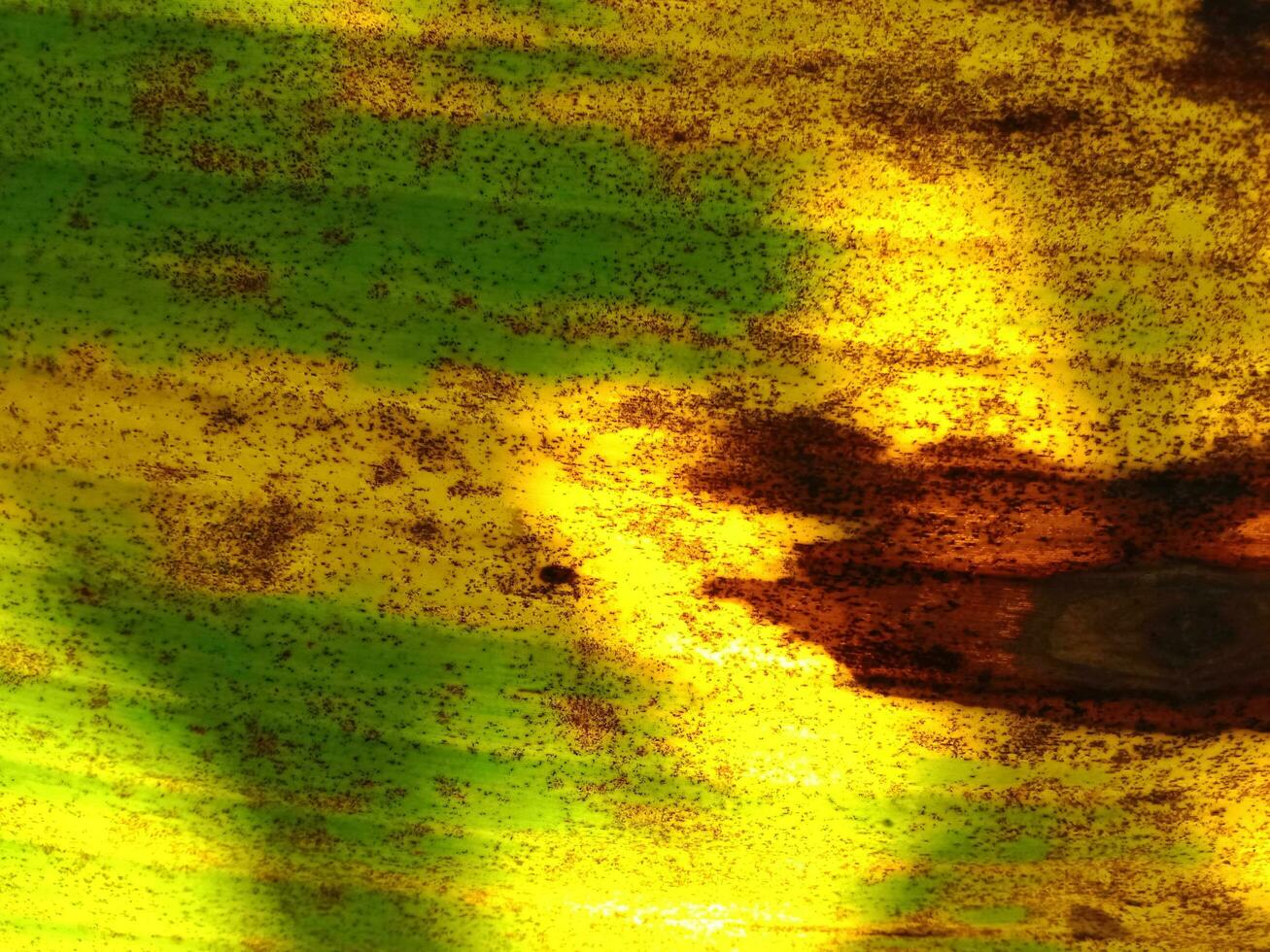 banan löv satte igång till torr färsk som är Söt med gul och brun fläckar. foto