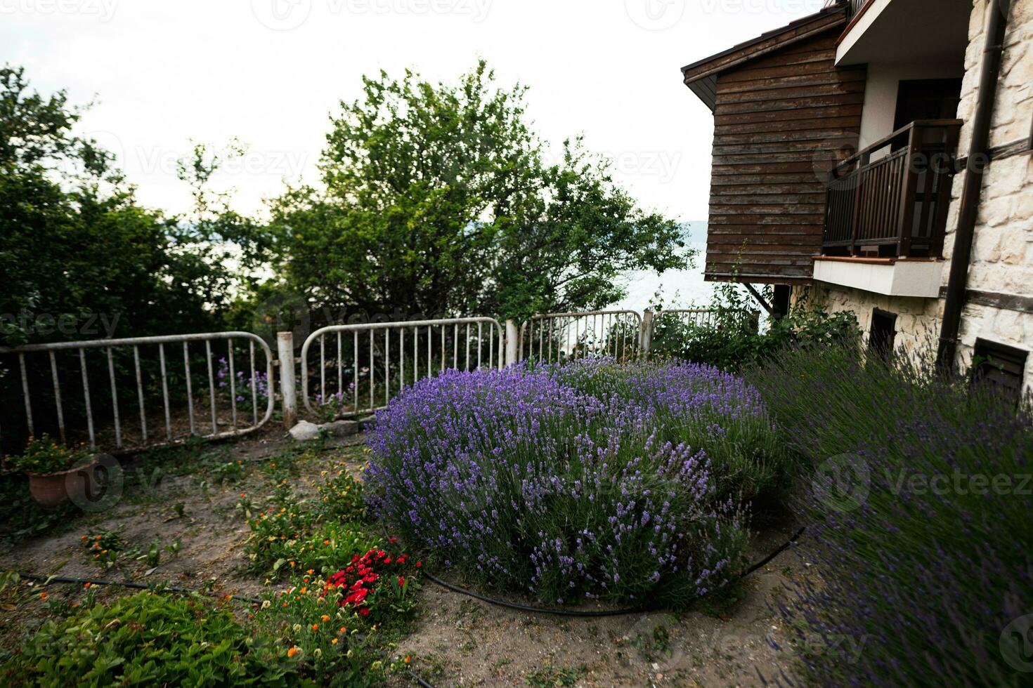 lavendel- blommor i de trädgård med trä- hus i de bakgrund. foto