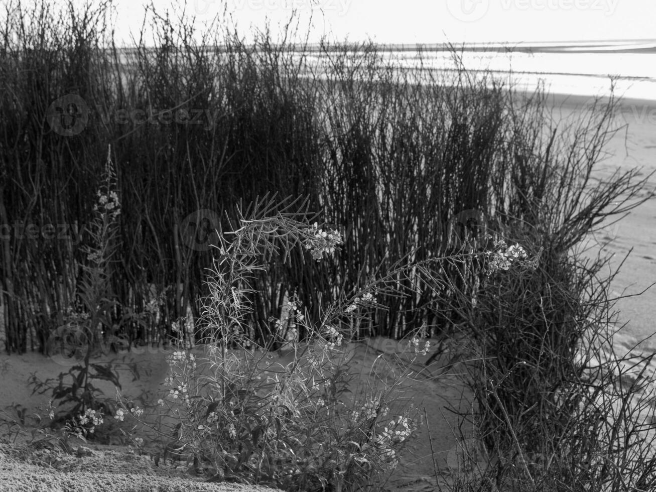 de strand av spiekeroog ö foto