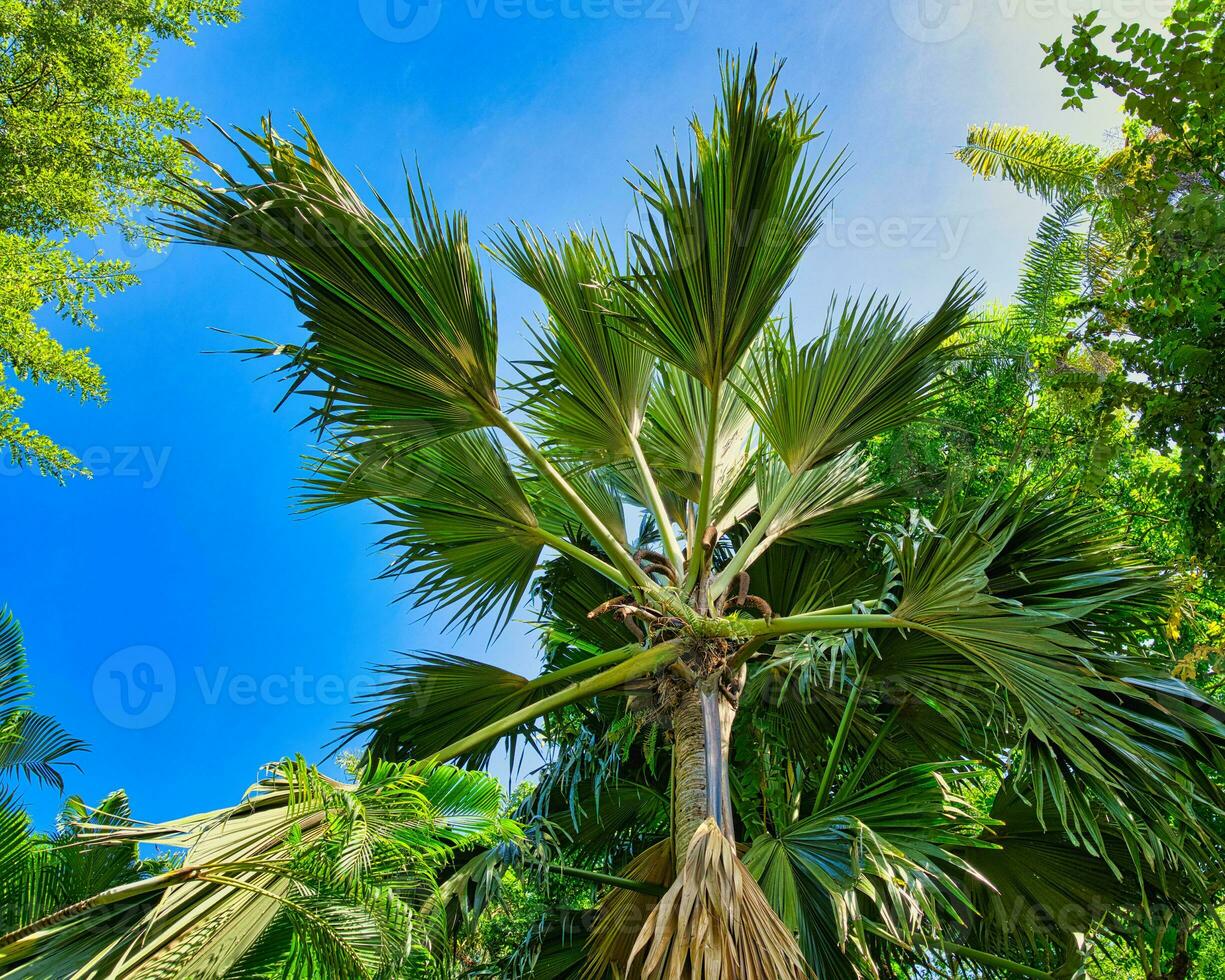 manlig kokospalm de meren träd inuti de botanisk trädgård på mahe, seychellerna. foto