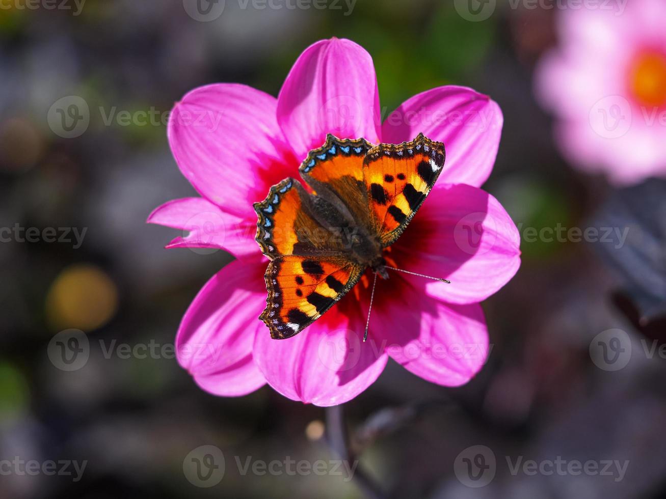 liten sköldpaddsfjäril på en rosa dahliablomma foto