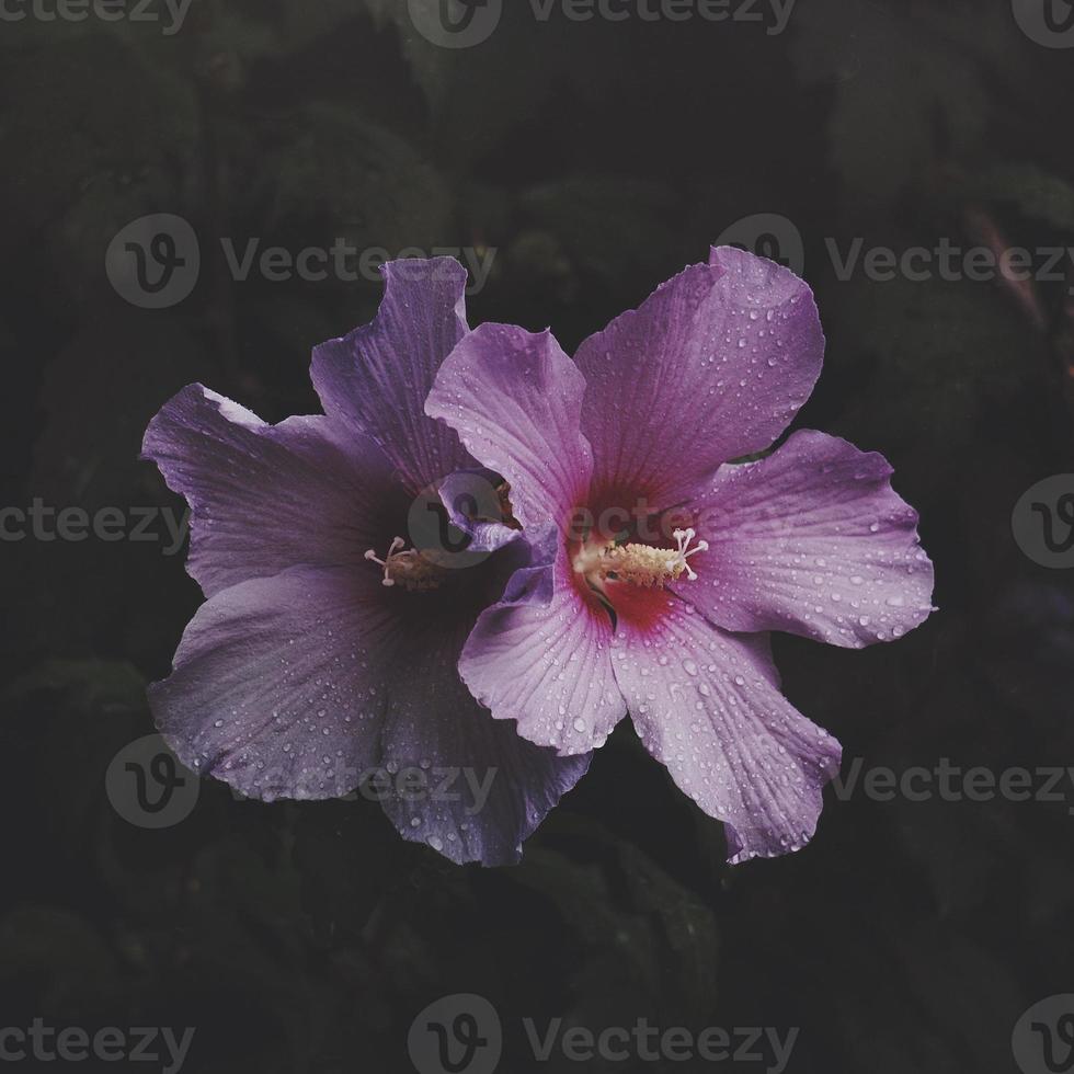 romantisk rosa blomma på våren foto