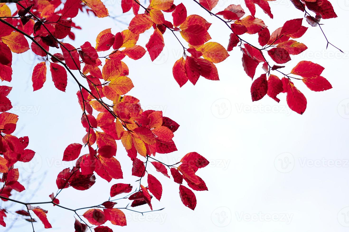 röda trädblad under höstsäsongen foto