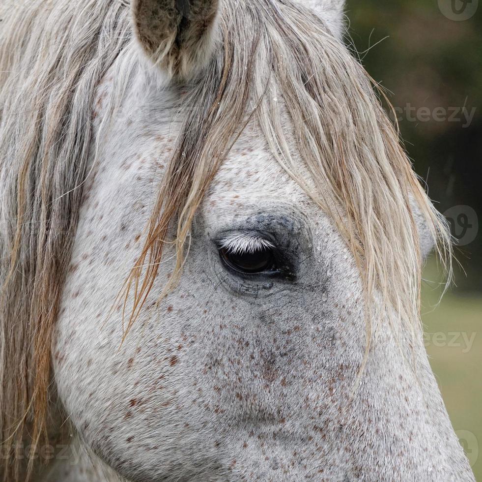 vacker vit häst porträtt foto