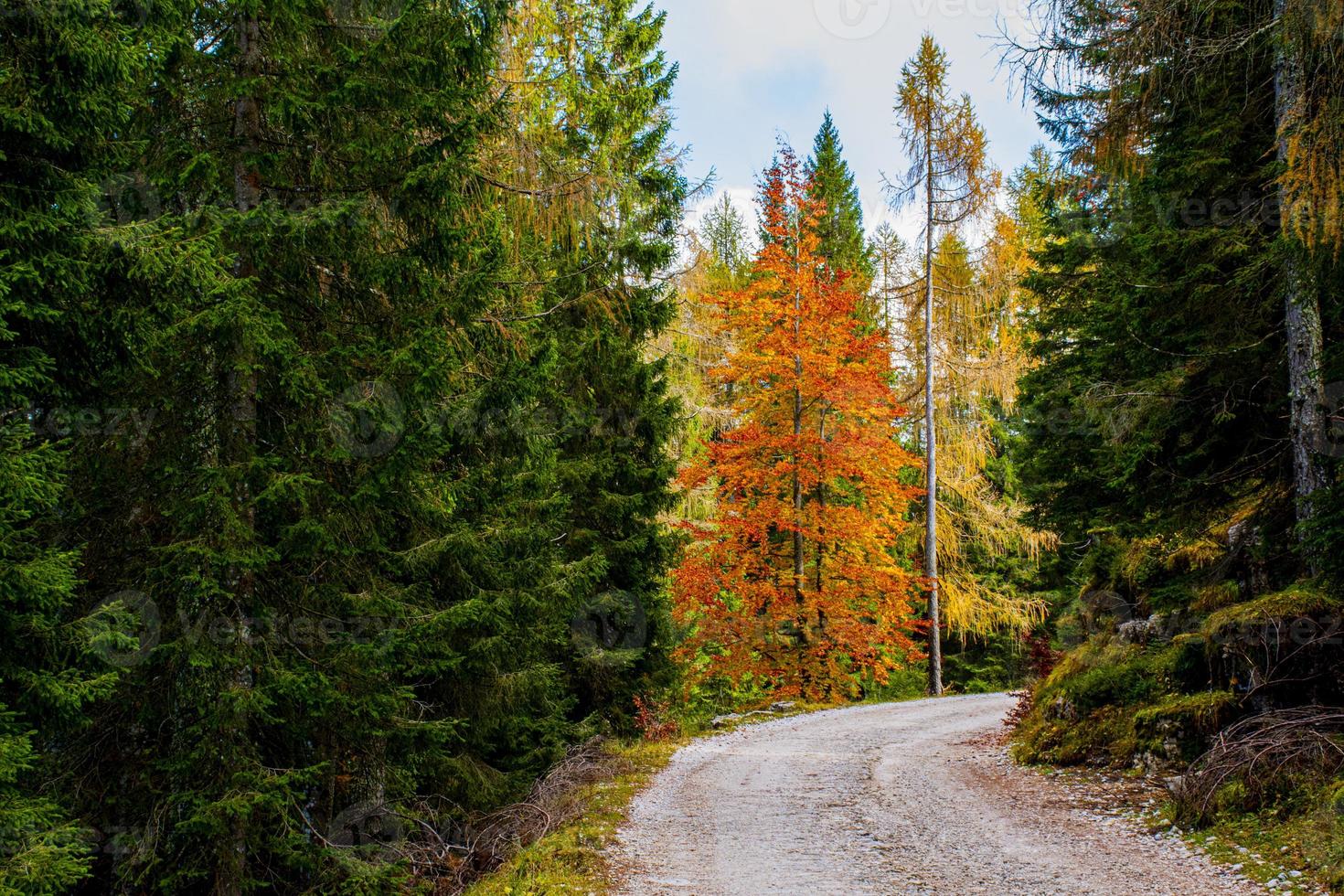 väg under hösten foto