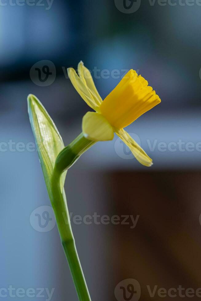 gul påskliljor på en suddigt bakgrund. skön blommor. foto