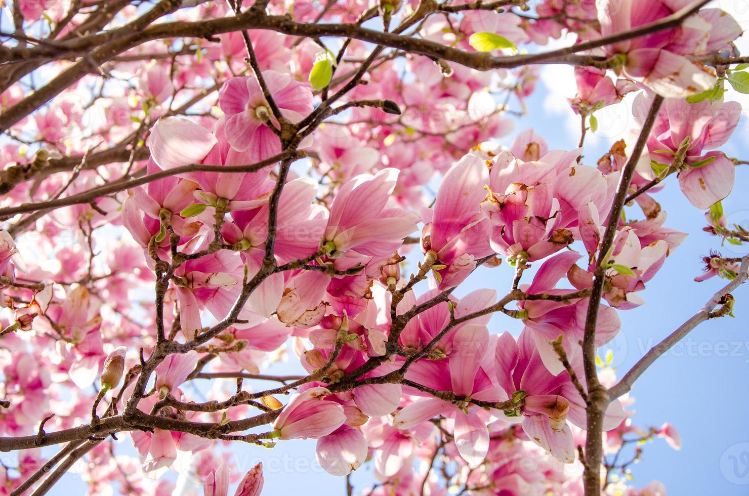 blommande magnolia i vårblommor på ett träd mot en ljusblå himmel foto