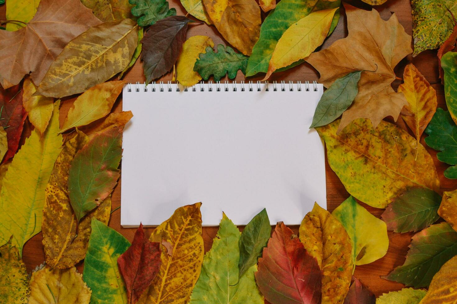 höst falla färgrik löv skön bakgrund foto