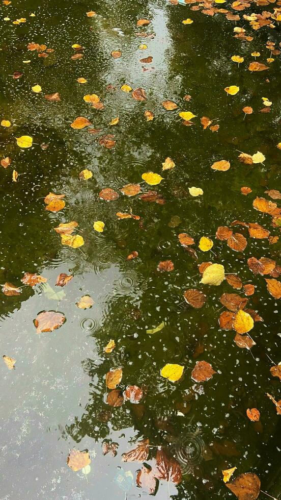 höst falla färgrik löv skön bakgrund foto