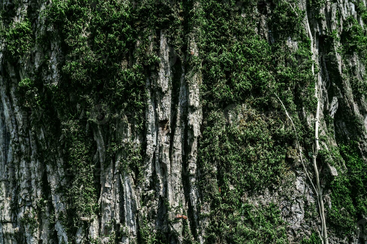 naturlig bakgrund med de textur av de bark av en verklig träd. foto