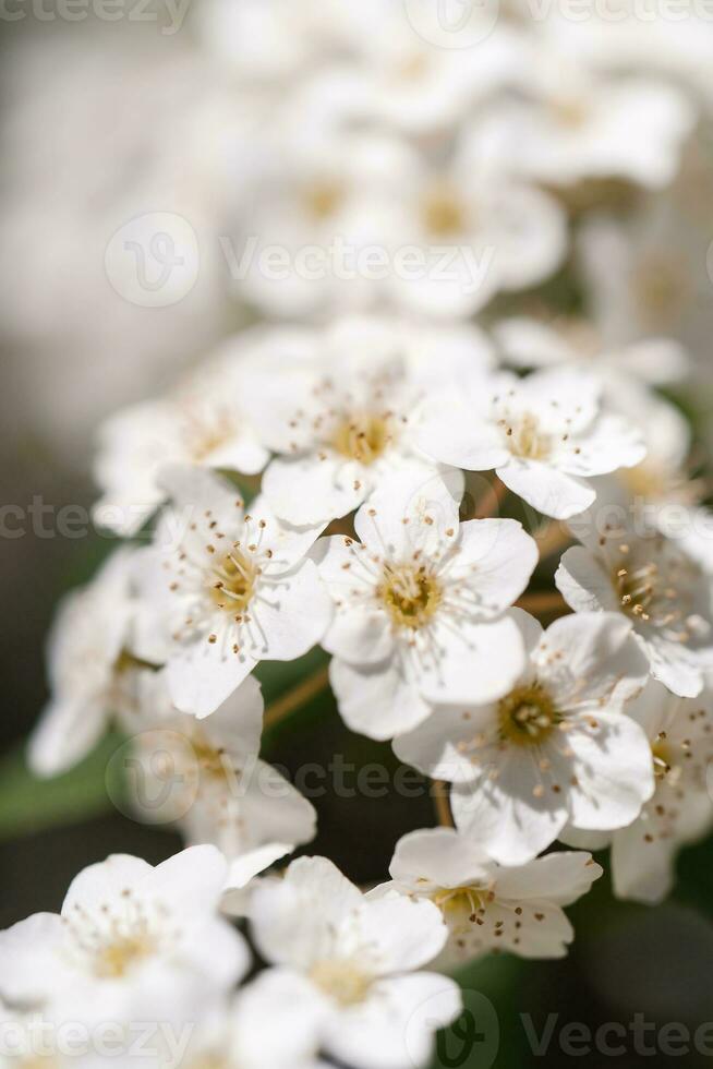 en blommande gren av Kantonesiska spirea i natur. foto