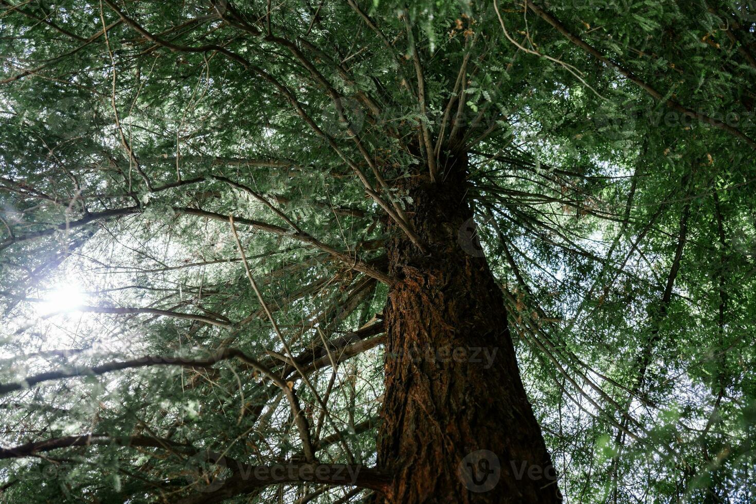 jätte redwood träd se från Nedan till de himmel genom de grenar. foto