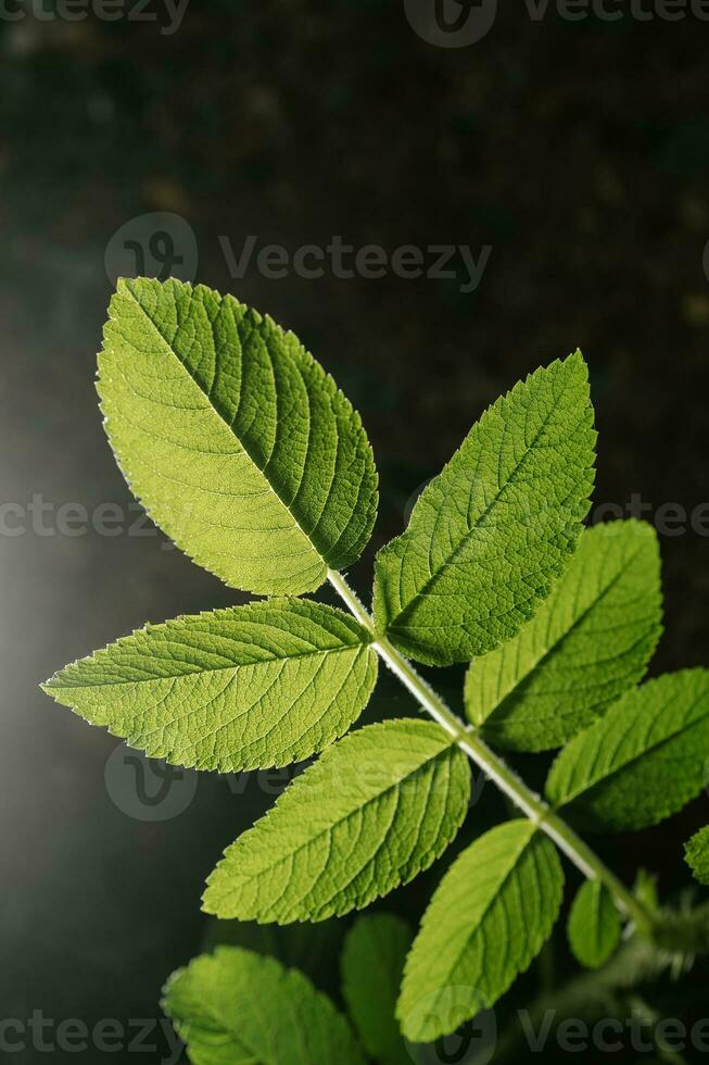 rosa rugosa löv närbild. bakgrund för din text. foto