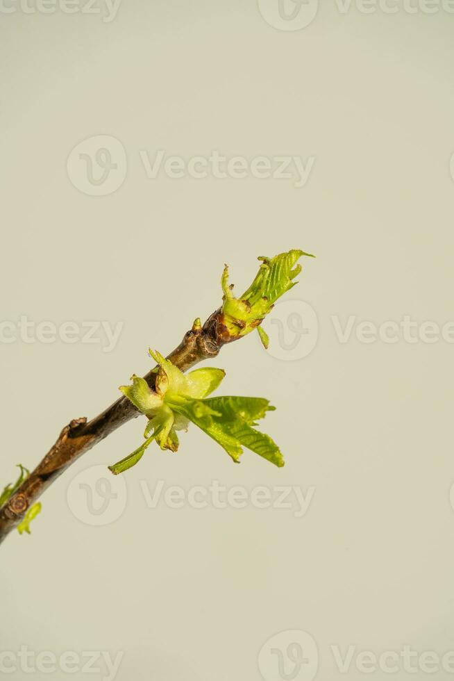 en gren med färsk grön blomstrande löv. foto