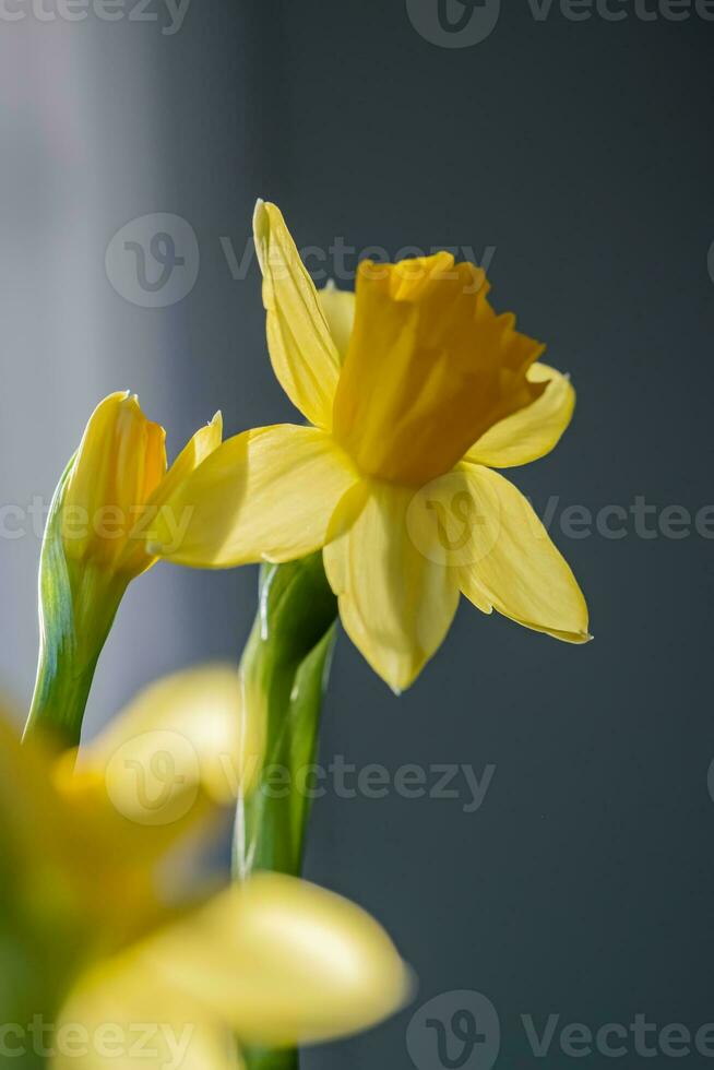gul påskliljor på en suddigt bakgrund. skön blommor. foto
