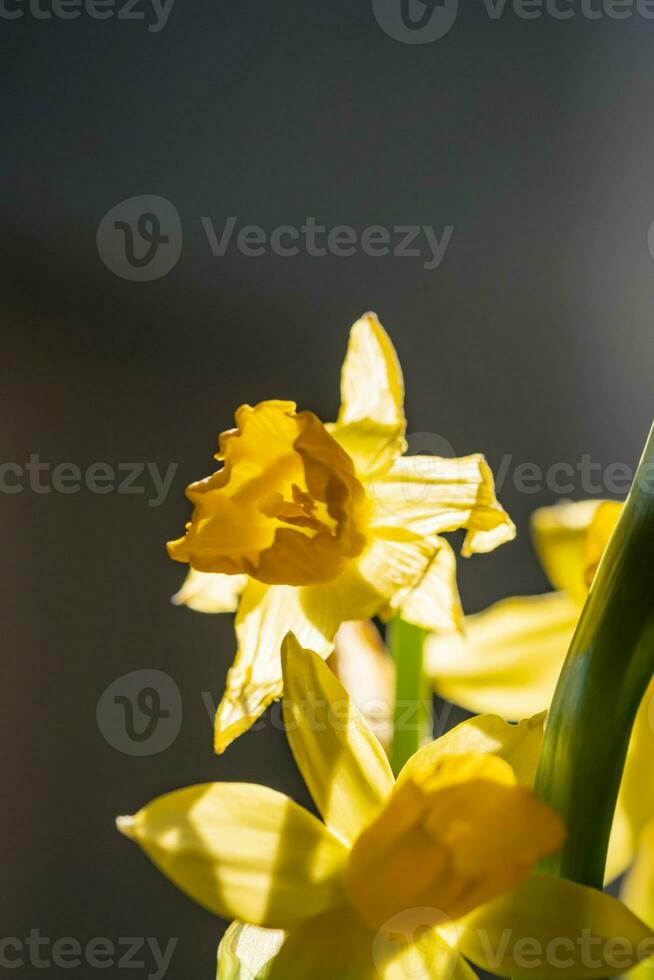 gul påskliljor på en suddigt bakgrund. skön blommor. foto