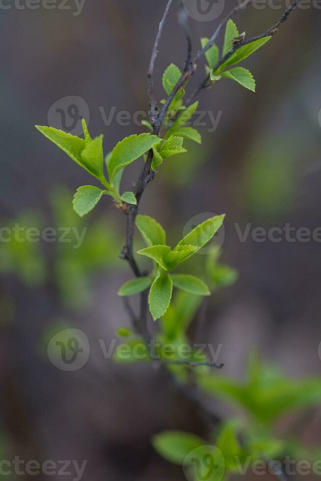 en gren med ung löv i naturlig betingelser i vår. foto